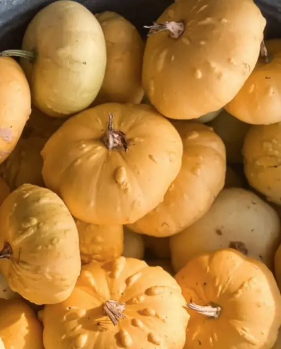 Calabazas preparadas para la decoración de Halloween